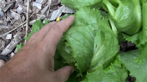 Trigger Crisphead Lettuce | HRSeeds