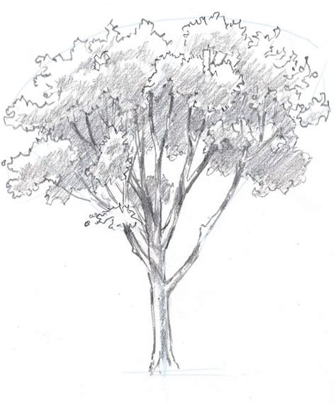 How to draw trees: Oaks | Oak tree drawings, Tree drawing, Tree ...