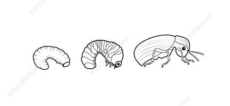 Deathwatch beetle life-cycle - Stock Image - C022/9155 - Science Photo ...