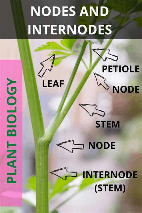 Propagating Monstera Without Node - The Truth