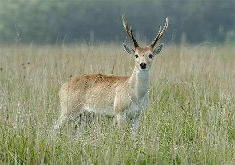 Pampas Deer - Facts, Diet, Habitat & Pictures on Animalia.bio