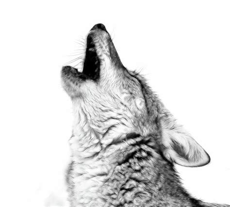 Howling Coyote BW Photograph by Athena Mckinzie - Fine Art America