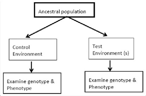 Experimental evolution. | Download Scientific Diagram