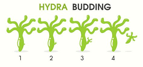 Budding In Hydra