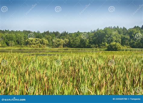 New England Wetland Ecosystem Massachusetts Stock Photo - Image of natural, hill: 235569780