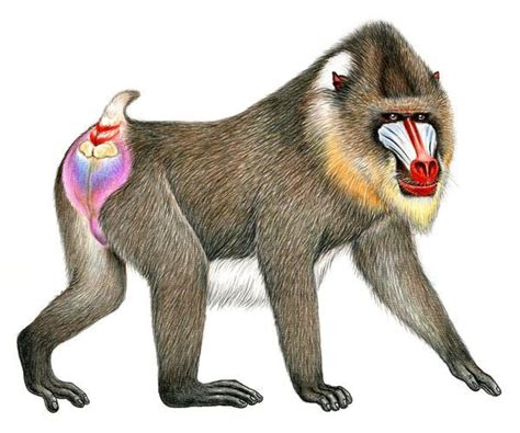 Mandrills monkey anatomy - Google Search | Monkey illustration, Wildlife artists, Mandrill