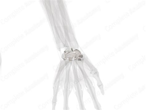 Midcarpal Joint (Left) | Complete Anatomy