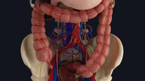 Inside Large Intestine Anatomy