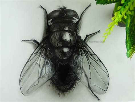 How to Draw a Hyper-Realistic 3D Fly | Complete Tutorial - DrawAnArt