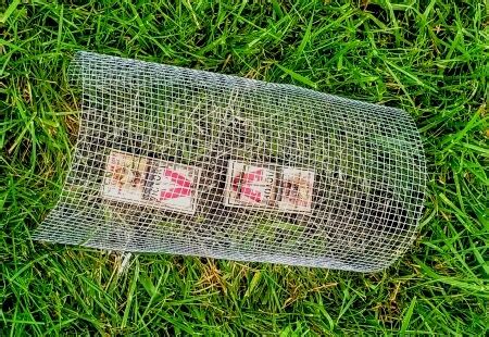 Vole traps for lawn - Lakewood Exterminating