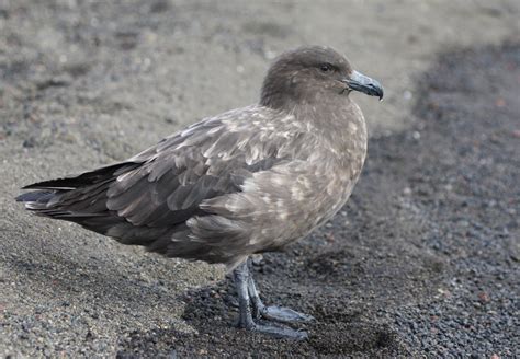 Brown Skua | Bird Watching Tours - Bird watching Holidays and Trips - New Horizons Online