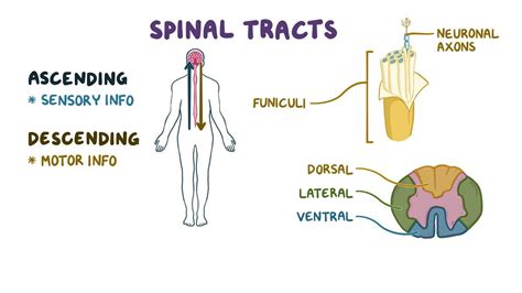 Ascending and descending spinal tracts: Video | Osmosis