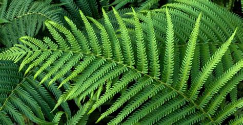 Pteridophyta – Définition, caractéristiques, classification, utilisations – StackLima