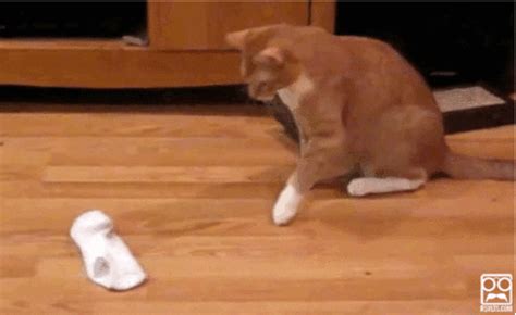 cat | GIF | PrimoGIF