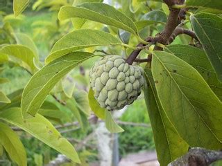 Sugar-Apple 014 | Annona squamosa immature fruit | I likE plants! | Flickr