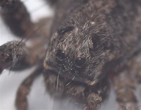 Pregnant Wolf Spider - Alopecosa kochi - BugGuide.Net