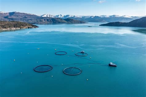 Norway Farmed Salmon Industry Accused of 'Food Colonialism' in New ...