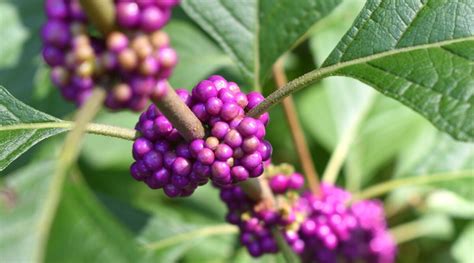 How to Plant, Grow and Care For American Beautyberry