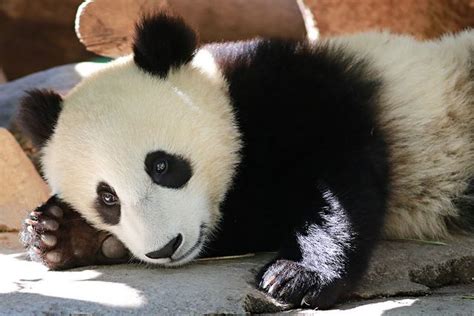 Mr. Wu | Animals beautiful, Panda bear, Animals friends