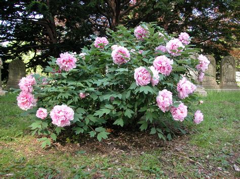 Tree Peony (Paeonia suffruticosa) are deciduous shrubs with strong ...