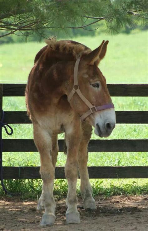 What a face. Love the draft mules Most Beautiful Animals, Beautiful ...