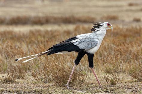 Secretary Bird Walking Photograph by Sally Weigand - Pixels