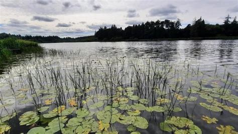 What attractions are near Bailieborough Castle Forest Walk? - Love Ireland