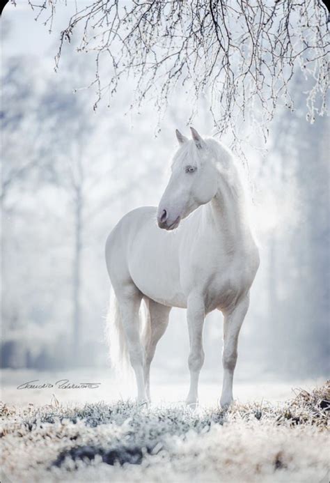 Winter | Horses in snow, Most beautiful horses, Horses