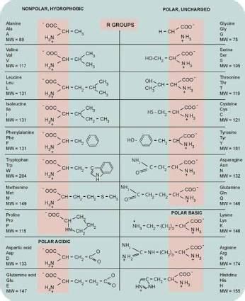 Image result for amino acids chart | Teaching chemistry, Chemistry education, Biochemistry