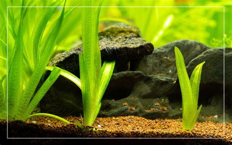 How to Grow Vallisneria in Aquarium?