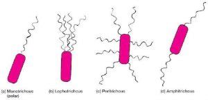 Bacterial Flagella: Structure, importance and examples of flagellated bacteria - microbeonline