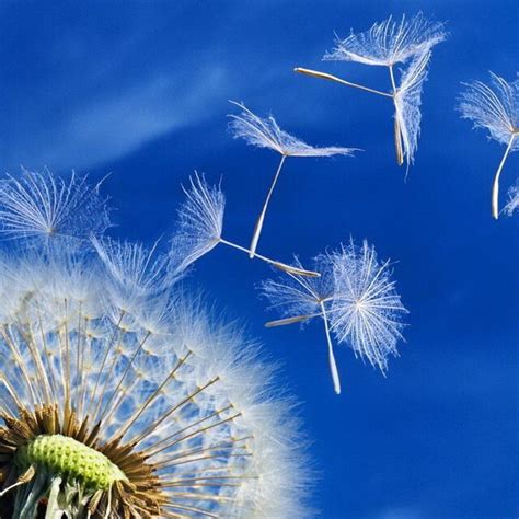 Dandelion wind dispersal. | Download Scientific Diagram