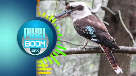 Sound Effects - Laughing Kookaburra Birds CC A 3.0 - PixelBoom SFX ...