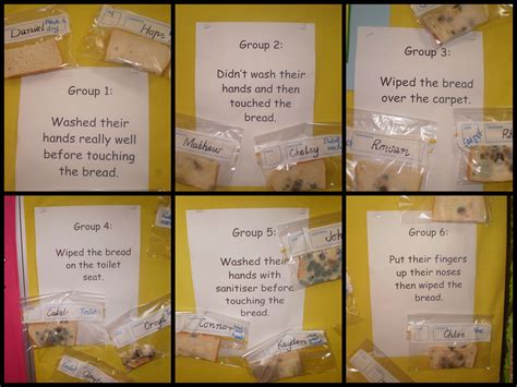 Our experiment on GERMS | Science fair, Science fair projects, Science ...