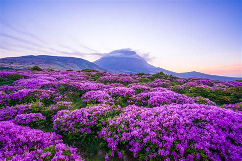 Hallasan National Park [UNESCO] | World Heritage | Jeju Island