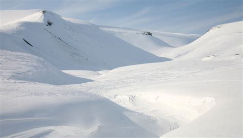 How Do Plants & Animals Survive in the Arctic Tundra? | Sciencing