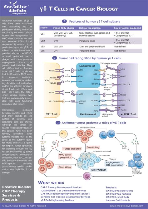 Gamma-Delta-T-Cells-in-Cancer-Biology - cailynnjohnson - Page 1 - 1 ...