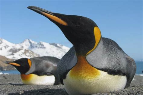 King penguin (Aptenodytes patagonicus) | DinoAnimals.com