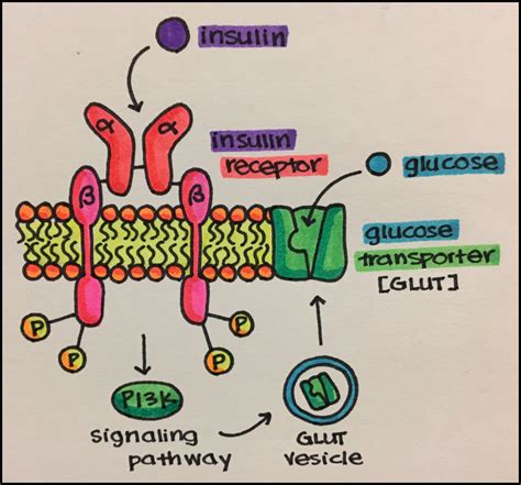 2. Introduction to Drug-Receptor Interactions and Pharmacodynamics – Principles of Pharmacology ...