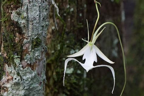 Enigmatic Ghost Orchid: Discover Its Secrets & Beauty - FlowersLib