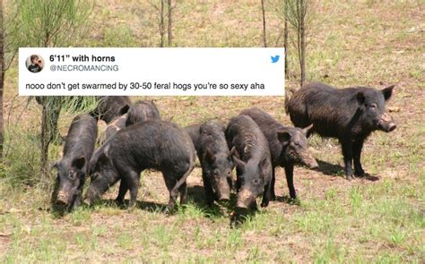 Here Are The Best '30-50 Feral Hogs' Memes The Internet Has To Offer