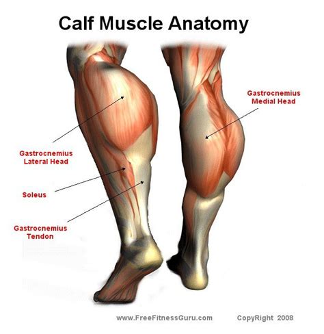 Pin by Howard Long on Muscle Anatomy | Calf muscle anatomy, Muscle ...