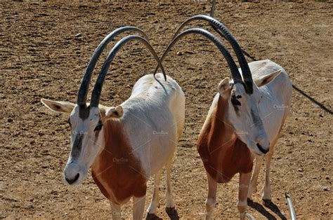 Scimitar Horned Oryx Antelopes | Animal Stock Photos ~ Creative Market