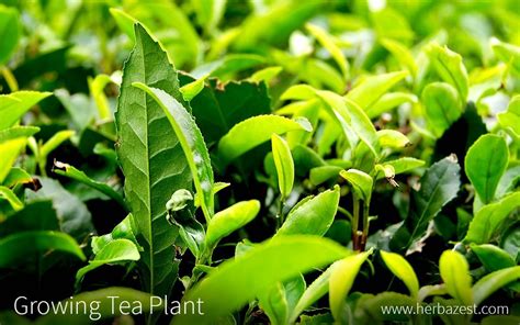 Do you want to grow your own tea leaves? Understand the necessary requirements and procedures ...