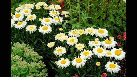 Best Perennials, Leucanthemum 'Bridal Bouquet' (Shasta Daisy) - YouTube