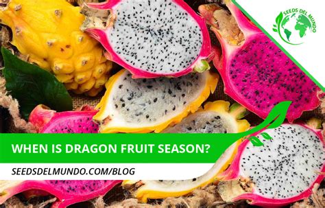 When is dragon fruit season? - Best time! | Seeds Del mundo