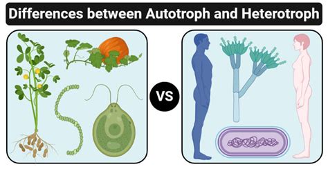 Autotrophs Examples