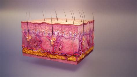 Integumentary system diseases | General center | SteadyHealth.com