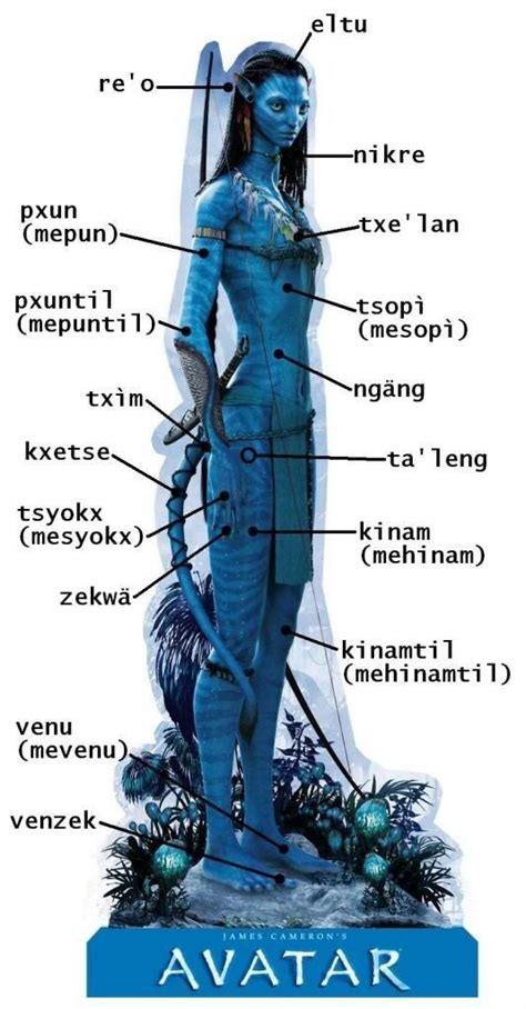 Anatomy of a Woman's Body in Blue