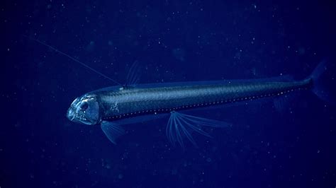 Viperfish: True Masters of the Deep Sea - Ocean Info